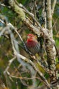 Male House finch resting on branch